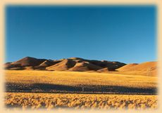 Desert Coirones, Voyages Altiplano Atacama